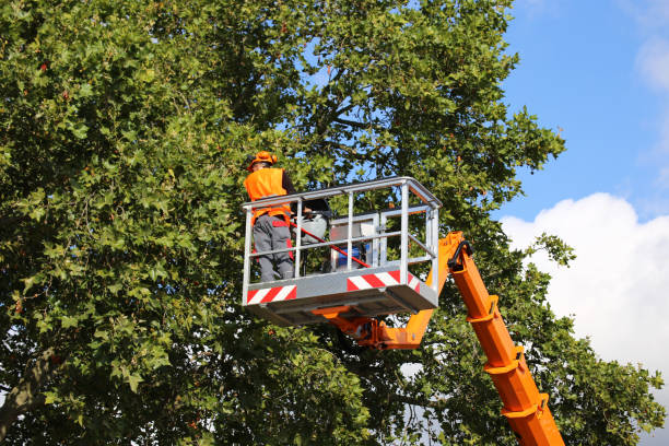 Tree Removal for Businesses in South Hill, WA